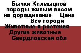 Бычки Калмыцкой породы живым весом на доращивание. › Цена ­ 135 - Все города Животные и растения » Другие животные   . Свердловская обл.